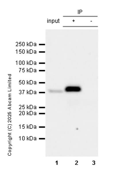 Anti-RecA antibody [EPR29094-561](AB323376)