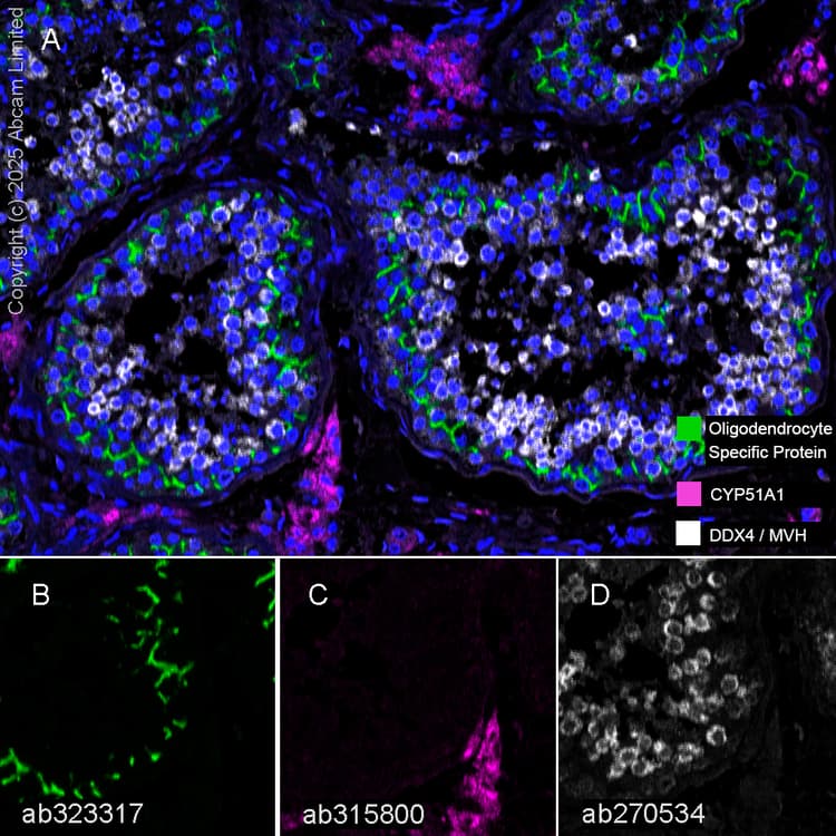 Anti-DDX4 / MVH antibody [EPR24148-58](AB270534)