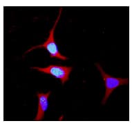 Ywhae Antibody Epr3918 Bsa And Azide Free Ab239903  Immunocytochemistry Immunofluorescence Img51639