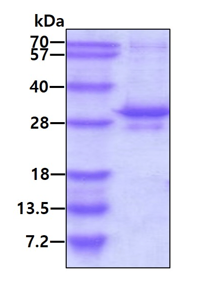 Recombinant Human PHD3 protein(AB128449)