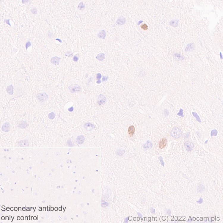 Anti-LHX6 antibody [EPR26352-101] - BSA and Azide free(AB300442)
