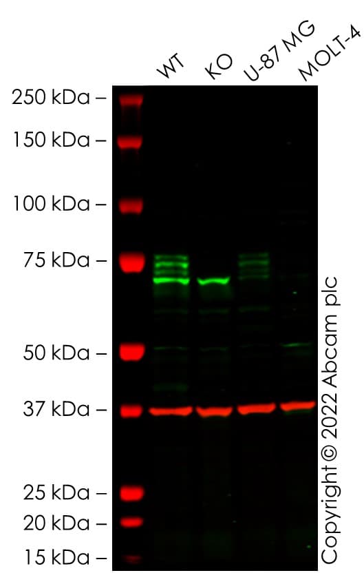 Anti-COX2 / Cyclooxygenase 2 antibody [EPR18377-106] - BSA and Azide free(AB226869)