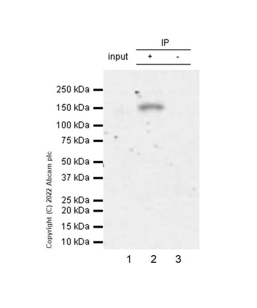 Anti-TYK2 antibody [EPR24628-106](AB303500)