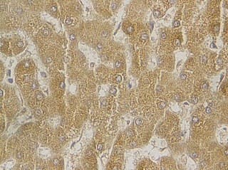 Anti-Osteocalcin antibody(AB93876)