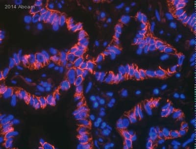 Anti-N Cadherin antibody [5D5] - Intercellular Junction Marker(AB98952)