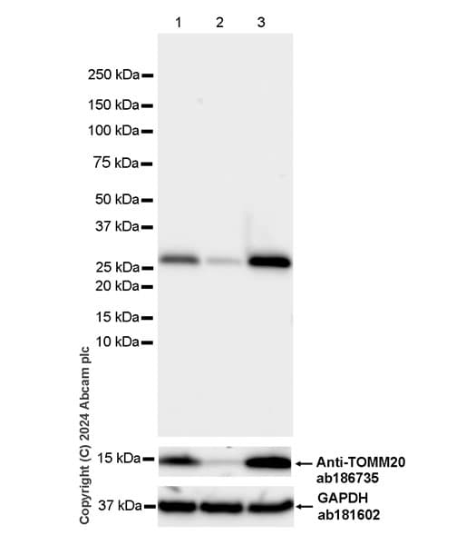 Anti-Slc25a1 antibody [EPR29193-92](AB318201)
