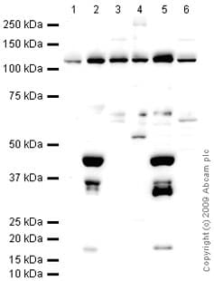 Anti-PGC1 alpha + beta antibody(AB72230)