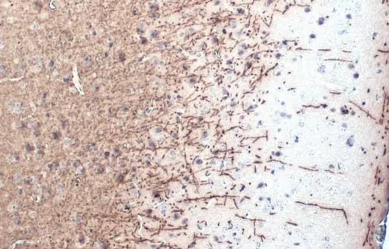 Anti-Myelin basic protein antibody [HL1033] - BSA and Azide free(ab313827)