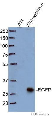 Anti-GFP antibody [9F9.F9](AB1218)