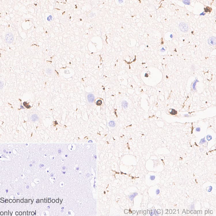 Anti-Iba1 antibody [EPR16589] - Mouse IgG1 (Chimeric)(AB283319)