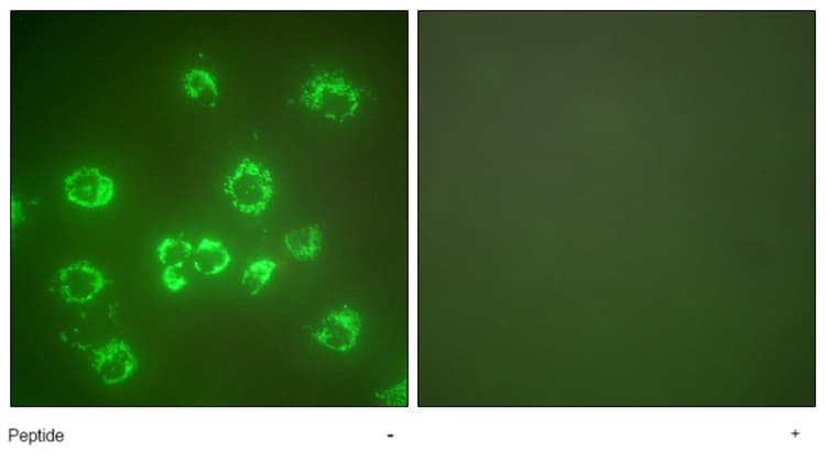 Anti-Grp75/MOT antibody(AB53098)
