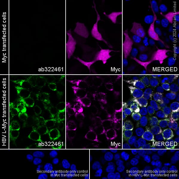 Alexa Fluor® 594 Anti-Myc tag antibody [9E10](AB223894)