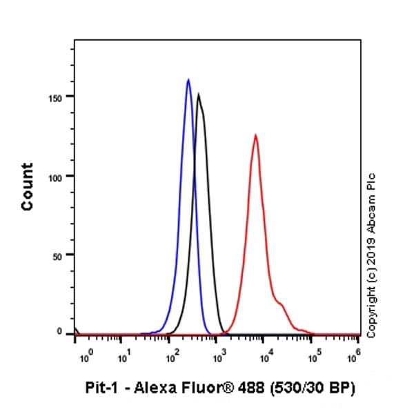 Anti-Pit1 antibody [EPR23555-203](AB273048)