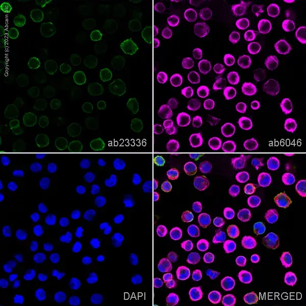 Goat Anti-Rabbit IgG H&L (Alexa Fluor® 594)(AB150080)
