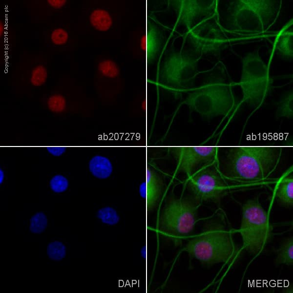 Alexa Fluor 594 Neun Antibody Epr12763 Neuronal Marker Ab207279  Immunocytochemistry Img77041