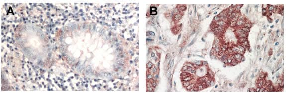 Anti-pan-AKT antibody(AB8805)