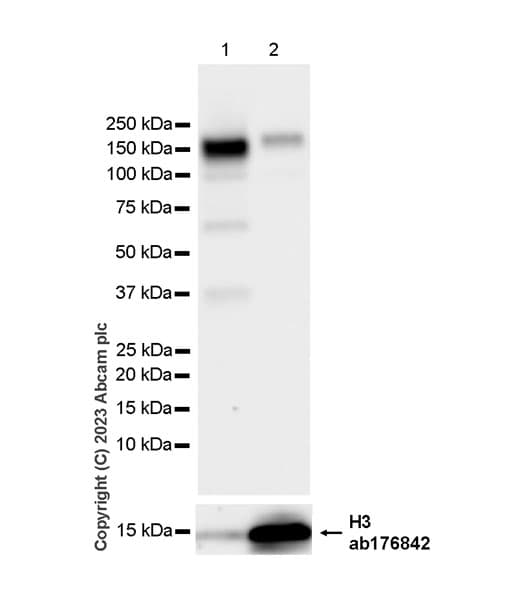 Anti-Histone H3 antibody [EPR16987] - Nuclear Marker and ChIP Grade(AB176842)