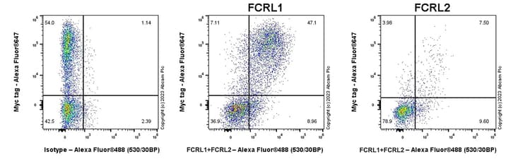 Anti-FCRL1+FCRL2 antibody [EPR26947-62](AB308064)