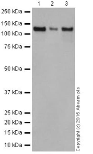 Anti-Dnmt3a antibody [EPR18455](AB188470)