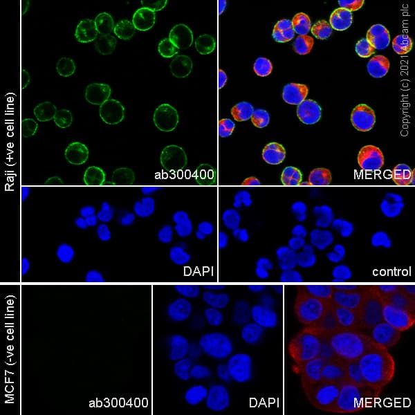 Anti-CD37 antibody [EPR25397-149] (BSA and Azide free)(AB300412)
