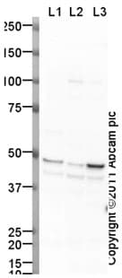 Goat Rabbit Igg H L Hrp Preadsorbed Ab97080  Western Blot Img45813