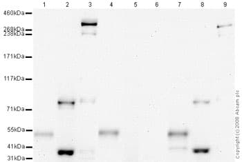 Ab14660  Western Blot Img106295