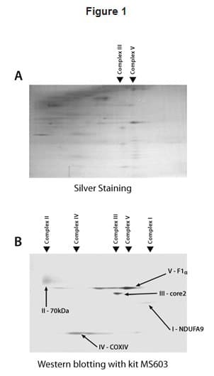 Total OXPHOS Blue Native WB Antibody Cocktail(AB110412)