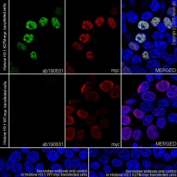 Anti-Histone H3 (mutated K27M) antibody [EPR18340] - ChIP Grade(AB190631)