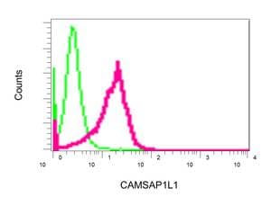 Anti-CAMSAP2 antibody [EPR7718(B)] - BSA and Azide free(AB248906)