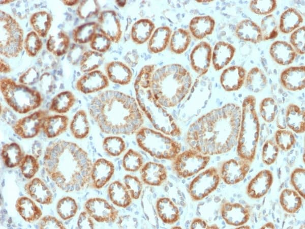 Anti-EPO antibody [EPO/1367] - BSA and Azide free(AB224507)