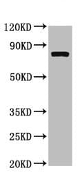 Calpain 2 Antibody Ab236650  Western Blot Img159700
