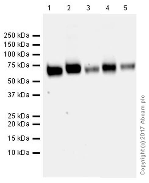 Anti-VGLUT2 antibody [EPR21085](AB216463)