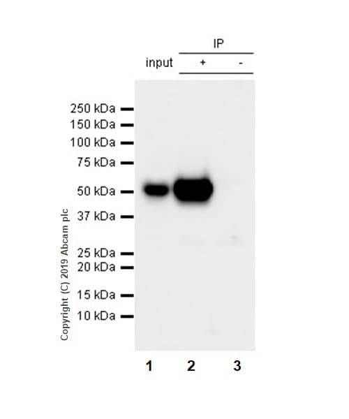 Anti-p53 antibody [EPR20416-117] - BSA and Azide free(AB252387)