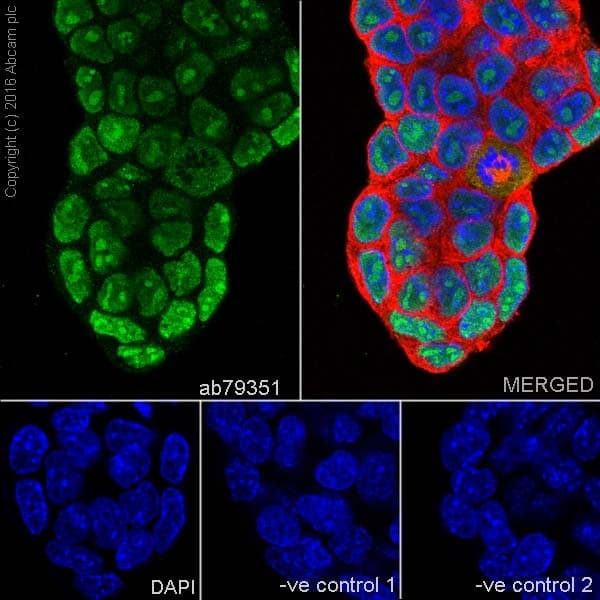 Anti-SOX2 antibody [9-9-3](AB79351)