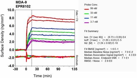 Anti-Syntenin antibody [EPR8102](AB133267)