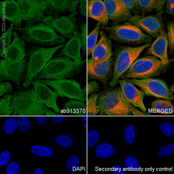 Anti-KPNB1 antibody [EPR26137-52](AB313370)