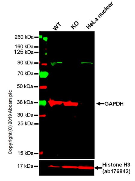 Anti-p95/NBS1 antibody [Y112] - BSA and Azide free(AB220217)