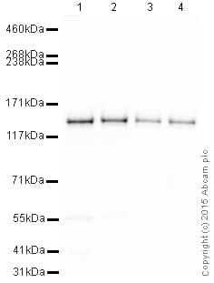 HeLa whole cell lysate(AB150035)