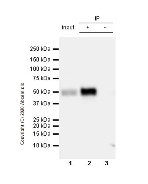Anti-NPTX2 antibody [EPR24020-38] - BSA and Azide free(AB277533)