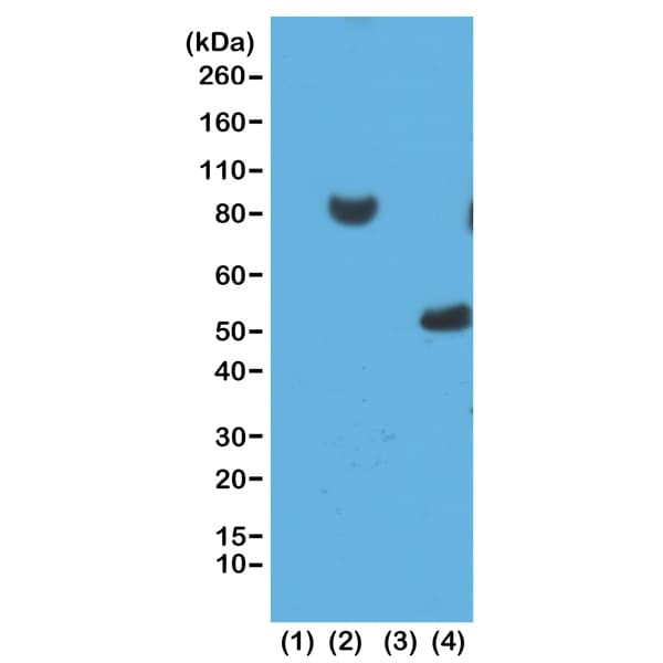 6x His Tag Antibody Rm146 Ab200537  Western Blot Img151413