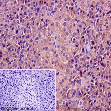 Dctn3 Antibody Epr5097 Ab124674  Immunohistochemistry Formalin Pfa Fixed Paraffin Embedded Sections Img45412