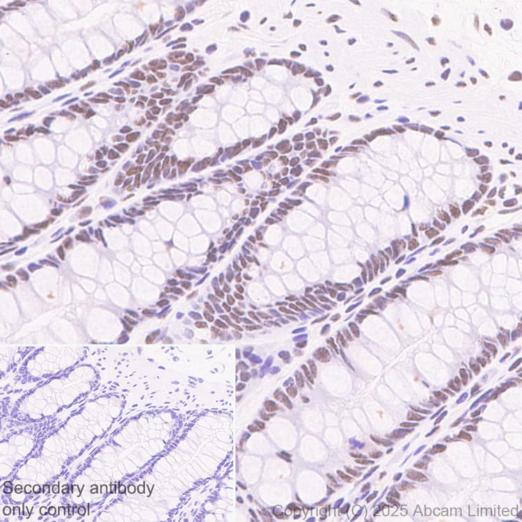 Anti-SIRT1 antibody [19A7AB4](AB110304)