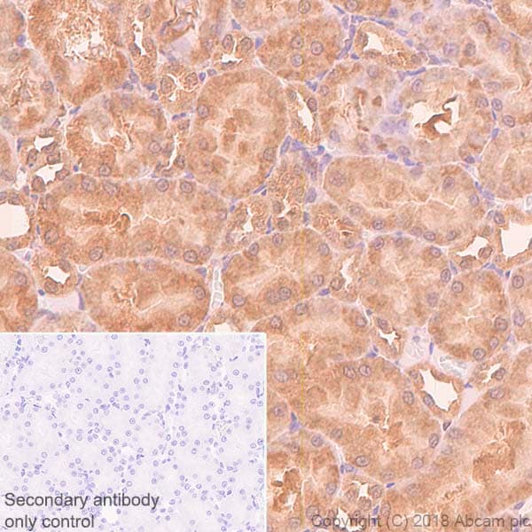 Anti-eIF4E antibody [Y448] - BSA and Azide free(AB240923)