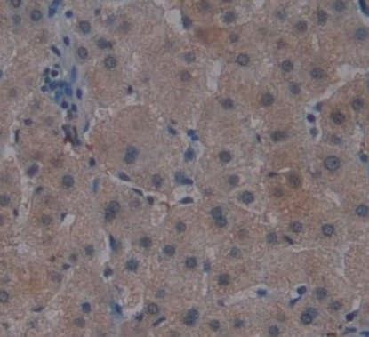 Anti-Noggin antibody [A11](AB239520)