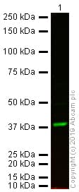 Donkey Goat Igg H L Alexa Fluor 750 Ab175744  Western Blot Img93980