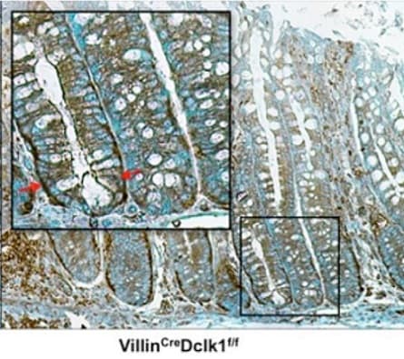 Anti-NF-kB p65 antibody(AB16502)