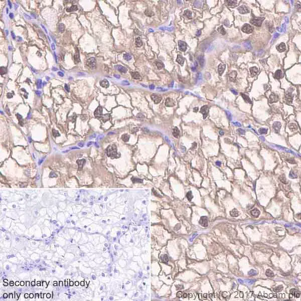 Anti-ENO1 antibody [EPR19758] - BSA and Azide free(AB229378)