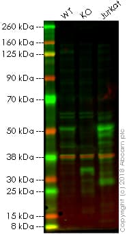 Anti-GATA3 antibody [EPR16651] - ChIP Grade(AB199428)