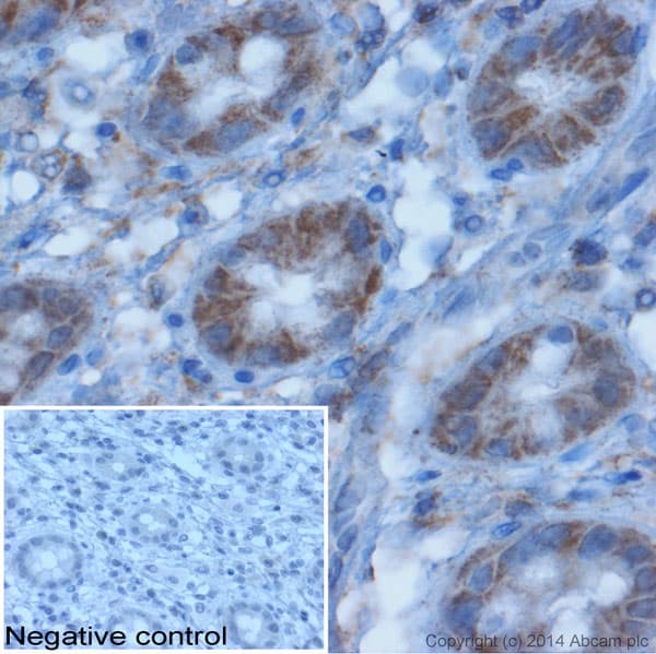 Donkey Anti-Goat IgG H&L (HRP)(AB97110)