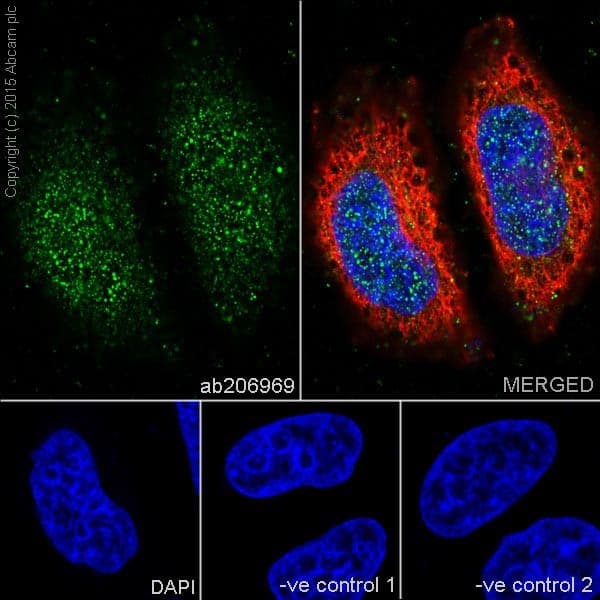 Anti-Ras antibody [EPR18713-13] - BSA and Azide free(AB238444)